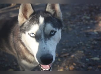 Diego, möchte die Natur erkunden