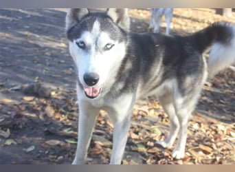 Diego, möchte die Natur erkunden