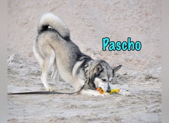 Pascho geb. 03/2022 - energiegeladener und lernwilliger Husky (Mix) sucht sportliche Rasseliebhaber!