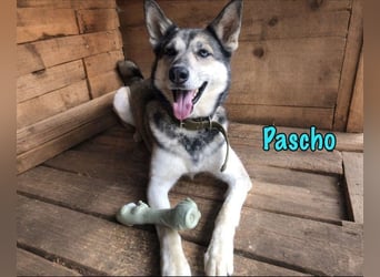 Pascho geb. 03/2022 - energiegeladener und lernwilliger Husky (Mix) sucht sportliche Rasseliebhaber!