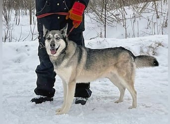 Pascho geb. 03/2022 - energiegeladener und lernwilliger Husky (Mix) sucht sportliche Rasseliebhaber!