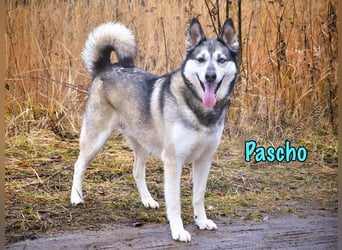 Pascho geb. 03/2022 - energiegeladener und lernwilliger Husky (Mix) sucht sportliche Rasseliebhaber!