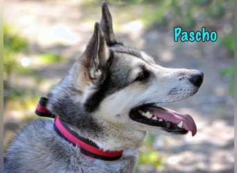 Pascho geb. 03/2022 - energiegeladener und lernwilliger Husky (Mix) sucht sportliche Rasseliebhaber!