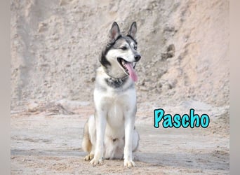 Pascho geb. 03/2022 - energiegeladener und lernwilliger Husky (Mix) sucht sportliche Rasseliebhaber!