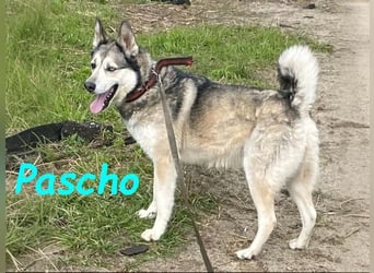 Pascho geb. 03/2022 - energiegeladener und lernwilliger Husky (Mix) sucht sportliche Rasseliebhaber!