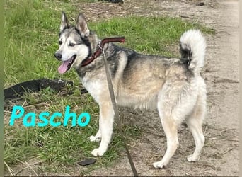 Pascho geb. 03/2022 - energiegeladener und lernwilliger Husky (Mix) sucht sportliche Rasseliebhaber!