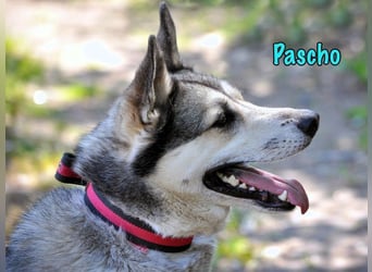 Pascho geb. 03/2022 - energiegeladener und lernwilliger Husky (Mix) sucht sportliche Rasseliebhaber!