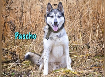 Pascho geb. 03/2022 - energiegeladener und lernwilliger Husky (Mix) sucht sportliche Rasseliebhaber!