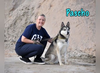 Pascho geb. 03/2022 - energiegeladener und lernwilliger Husky (Mix) sucht sportliche Rasseliebhaber!