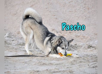 Pascho geb. 03/2022 - energiegeladener und lernwilliger Husky (Mix) sucht sportliche Rasseliebhaber!