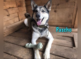 Pascho geb. 03/2022 - energiegeladener und lernwilliger Husky (Mix) sucht sportliche Rasseliebhaber!