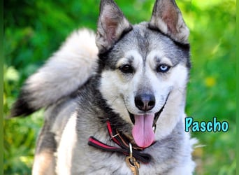 Pascho geb. 03/2022 - energiegeladener und lernwilliger Husky (Mix) sucht sportliche Rasseliebhaber!