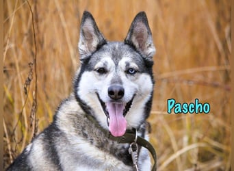 Pascho geb. 03/2022 - energiegeladener und lernwilliger Husky (Mix) sucht sportliche Rasseliebhaber!