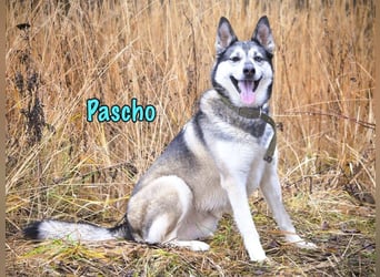 Pascho geb. 03/2022 - energiegeladener und lernwilliger Husky (Mix) sucht sportliche Rasseliebhaber!