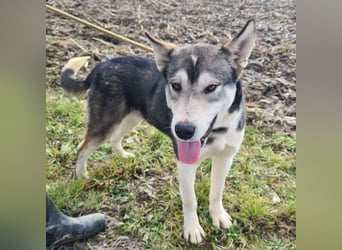Sylt ein außergewöhnlicher Husky