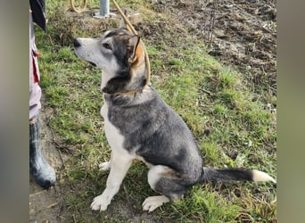 Sylt ein außergewöhnlicher Husky