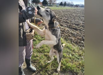 Sylt ein außergewöhnlicher Husky