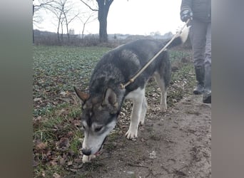 Sylt ein außergewöhnlicher Husky