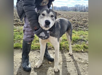 Sylt ein außergewöhnlicher Husky