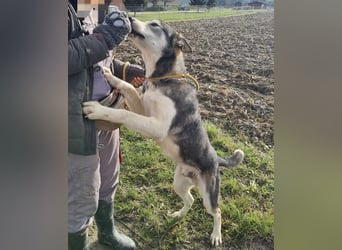 Sylt ein außergewöhnlicher Husky