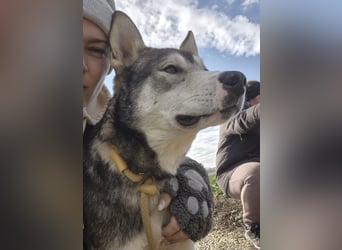 Sylt ein außergewöhnlicher Husky
