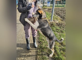 Sylt ein außergewöhnlicher Husky