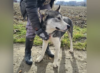Sylt ein außergewöhnlicher Husky