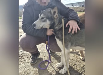 Sylt ein außergewöhnlicher Husky