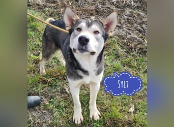 Sylt ein außergewöhnlicher Husky