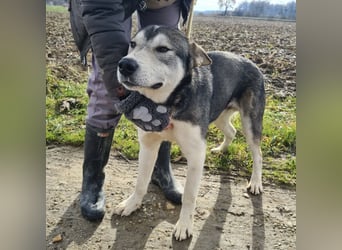 Sylt ein außergewöhnlicher Husky