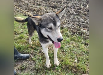 Sylt ein außergewöhnlicher Husky