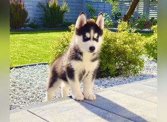 Schwarz-weißer Siberian Husky Welpe mit blauen Augen und FCI-Ahnentafel