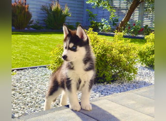 Schwarz-weißer Siberian Husky Welpe mit blauen Augen und FCI-Ahnentafel