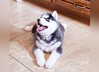 FCI Pedigree Blue Eyed Black & White Siberian Husky Champion Puppy