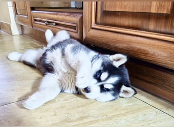 FCI Pedigree Blue Eyed Black & White Siberian Husky Champion Puppy