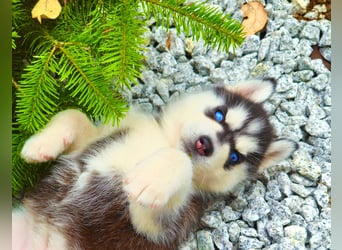 Schwarz-weißer Siberian Husky Welpe mit blauen Augen und FCI-Ahnentafel