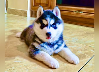 Schwarz-weißer Siberian Husky, blauäugiger Welpe mit FCI-Stammbaum
