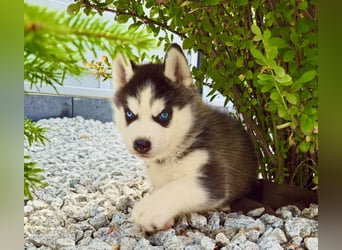 Schwarz-weißer Siberian Husky Welpe mit blauen Augen und FCI-Ahnentafel