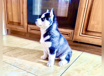Schwarz-weißer Siberian Husky, blauäugiger Welpe mit FCI-Stammbaum