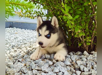 Schwarz-weißer Siberian Husky Welpe mit blauen Augen und FCI-Ahnentafel