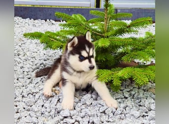 Schwarz-weißer Siberian Husky, blauäugiger Welpe mit FCI-Stammbaum