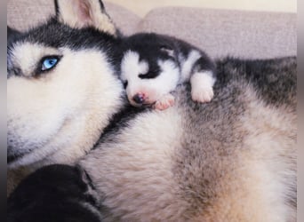 Schwarz-weißer Siberian Husky, blauäugiger Welpe mit FCI-Stammbaum