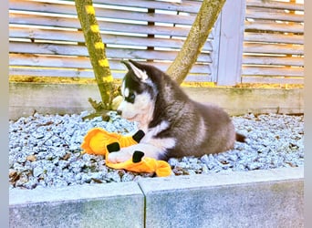 FCI Pedigree Blue Eyed Black & White Siberian Husky Champion Puppy