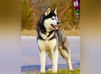 FCI Pedigree Blue Eyed Black & White Siberian Husky Champion Puppy