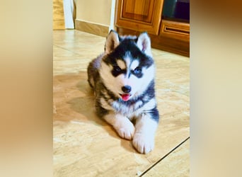FCI Pedigree Blue Eyed Black & White Siberian Husky Champion Puppy