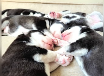 Schwarz-weißer Siberian Husky Welpe mit blauen Augen und FCI-Ahnentafel