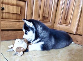 FCI Pedigree Blue Eyed Black & White Siberian Husky Champion Puppy
