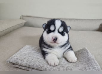 FCI Pedigree Blue Eyed Black & White Siberian Husky Champion Puppy