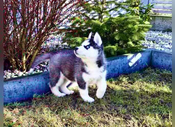 FCI Pedigree Blue Eyed Black & White Siberian Husky Champion Puppy
