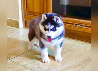 FCI Pedigree Blue Eyed Black & White Siberian Husky Champion Puppy